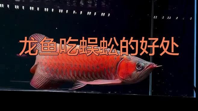 龍魚可以喂哪些昆蟲（喂給龍魚的昆蟲有哪些）