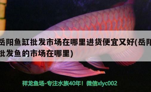 岳陽魚缸批發(fā)市場在哪里進(jìn)貨便宜又好(岳陽批發(fā)魚的市場在哪里)（岳陽魚缸批發(fā)市場在哪里進(jìn)貨便宜又好） 岳陽魚缸批發(fā)市場在哪里進(jìn)貨便宜又好(岳陽批發(fā)魚的市場在哪里)（岳陽魚缸批發(fā)市場在哪里進(jìn)貨便宜又好） 觀賞魚百科