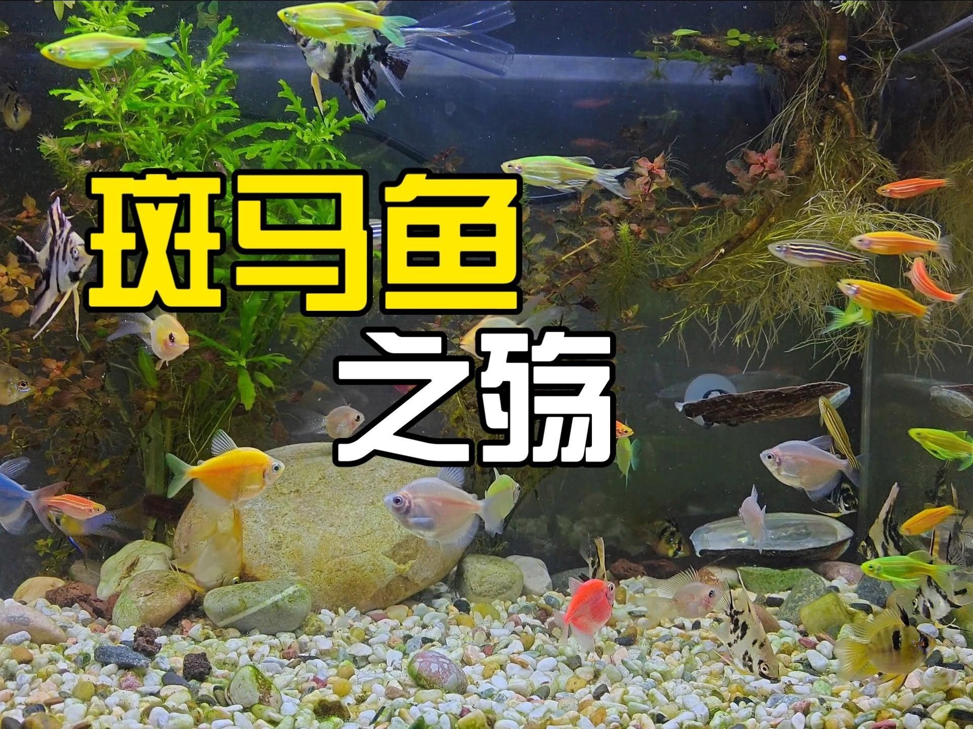 斑馬魚為什么不建議養