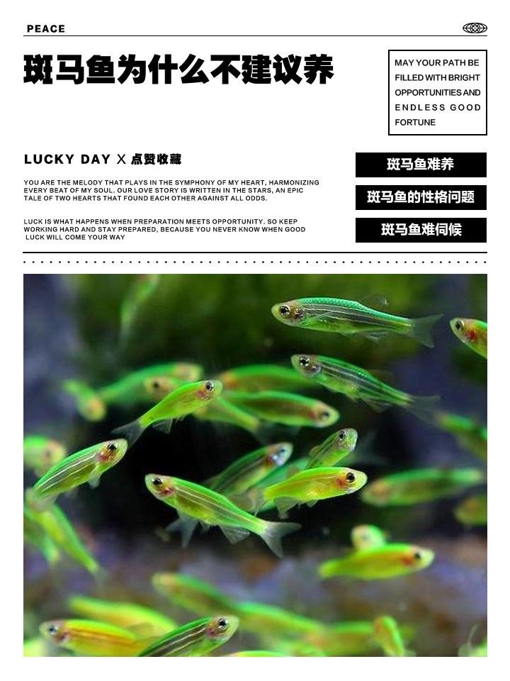 斑馬魚為什么不建議養