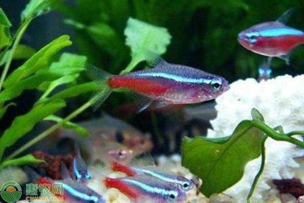 如何降低雷龍魚對(duì)燈魚的攻擊風(fēng)險(xiǎn)（雷龍魚飼養(yǎng)全攻略） 如何降低雷龍魚對(duì)燈魚的攻擊風(fēng)險(xiǎn)（雷龍魚飼養(yǎng)全攻略） 龍魚百科 第5張