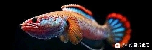 如何降低雷龍魚對(duì)燈魚的攻擊風(fēng)險(xiǎn)（雷龍魚飼養(yǎng)全攻略） 如何降低雷龍魚對(duì)燈魚的攻擊風(fēng)險(xiǎn)（雷龍魚飼養(yǎng)全攻略） 龍魚百科 第3張