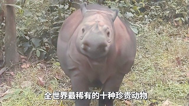 這兩種生物哪個更稀有？（蘇門答臘犀牛與北極熊的稀有度對比）