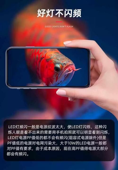 NEC龍魚燈有哪些顏色可選