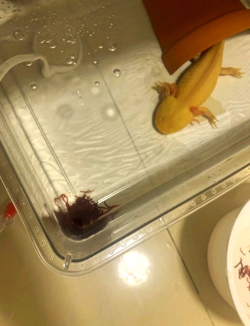 恐龍魚幼魚需要多大的魚缸 恐龍魚幼魚需要多大的魚缸 龍魚百科 第12張