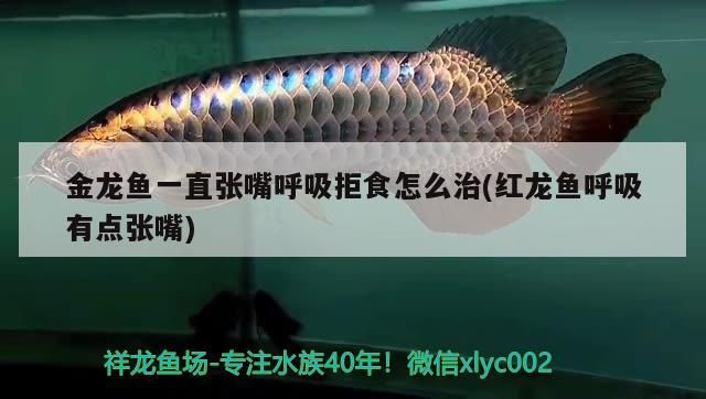 金龍魚一直張嘴呼吸拒食怎么治(紅龍魚呼吸有點張嘴)（金長魚一直張嘴呼吸拒食怎么治）