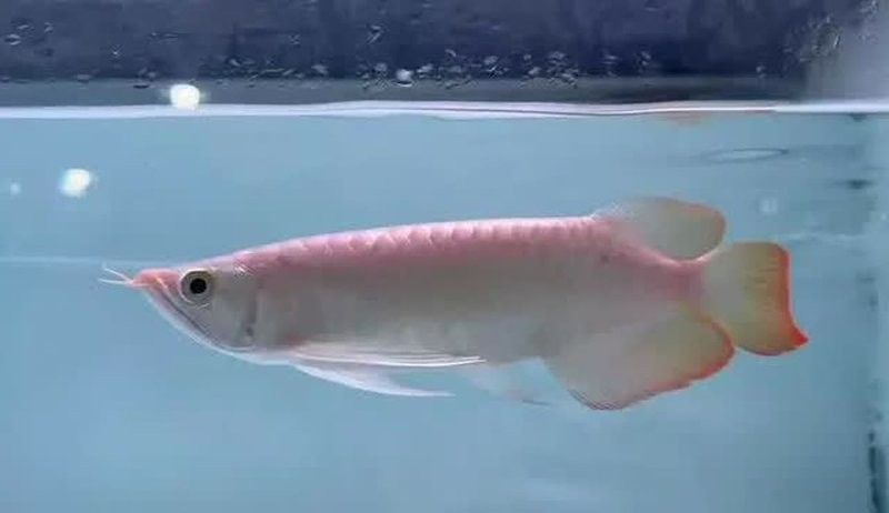 頭道湖哪個水族館龍魚好？祥龍魚場龍魚（頭道湖哪個水族館的龍魚表現最為出色，祥龍魚場龍魚價格是多少） 頭道湖哪個水族館龍魚好？祥龍魚場龍魚（頭道湖哪個水族館的龍魚表現最為出色，祥龍魚場龍魚價格是多少） 龍魚百科 第7張