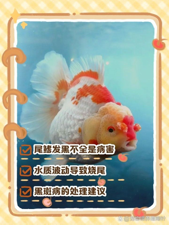 金龍魚尾巴顏色變淺怎么辦（金龍魚尾巴顏色變淺怎么辦氧寵博士金龍魚尾巴顏色變淺怎么辦） 金龍魚尾巴顏色變淺怎么辦（金龍魚尾巴顏色變淺怎么辦氧寵博士金龍魚尾巴顏色變淺怎么辦） 龍魚百科 第12張