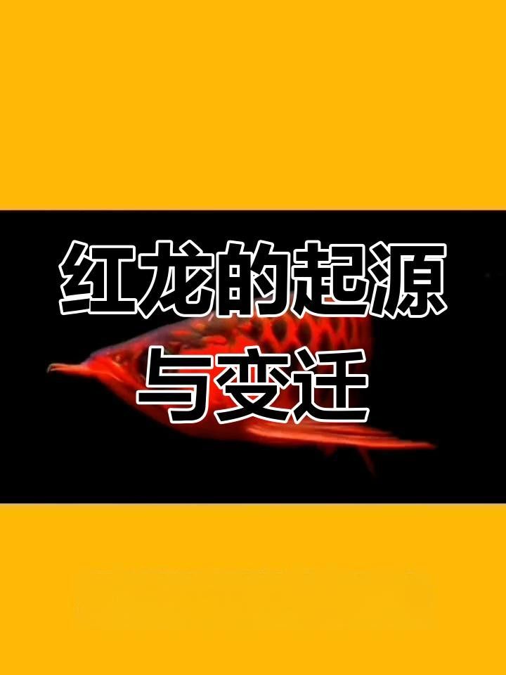 寶豐紅龍魚簡介和歷史背景（寶豐紅龍魚為何能成獨寵）