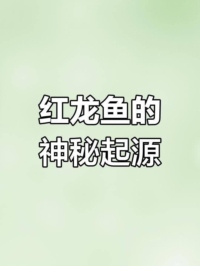 寶豐紅龍魚簡介和歷史背景（寶豐紅龍魚為何能成獨寵）