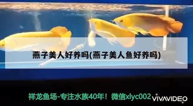 燕子美人好養嗎(燕子美人魚好養嗎)（燕子美人水族箱飼養方法） 燕子美人好養嗎(燕子美人魚好養嗎)（燕子美人水族箱飼養方法） 觀賞魚百科