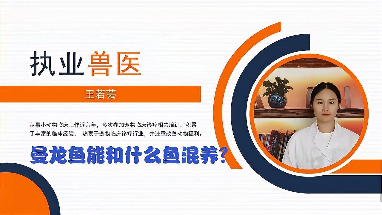 哪些魚適合與紅曼龍魚混養？（曼龍魚適合與哪些魚混養）