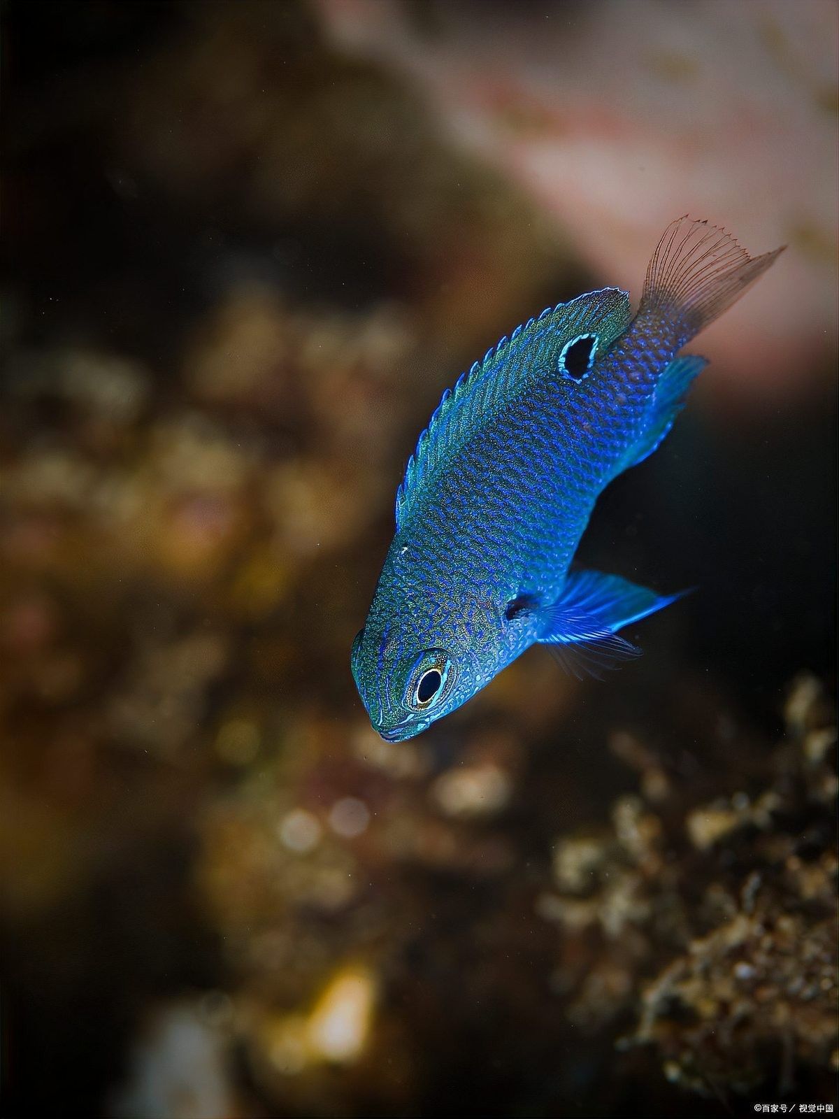 哪些魚適合與紅曼龍魚混養？（曼龍魚適合與哪些魚混養）