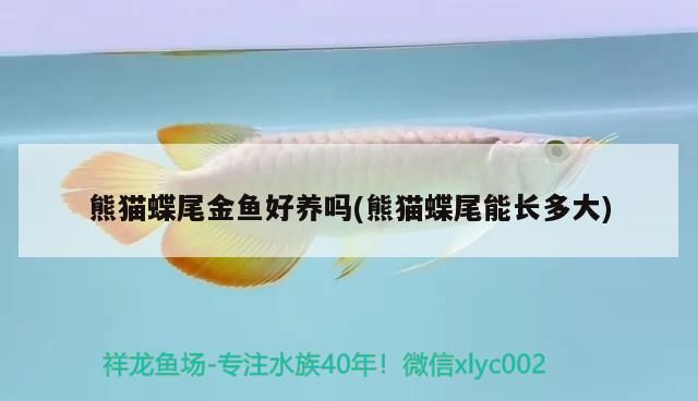 熊貓蝶尾金魚好養嗎(熊貓蝶尾能長多大)