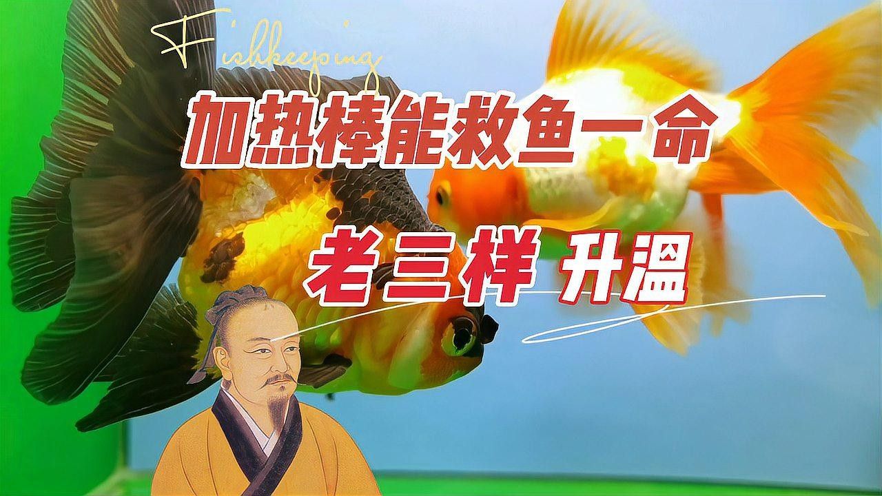 龍魚升溫最簡單三個步驟