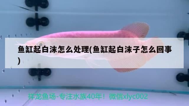 魚缸起白沫怎么處理(魚缸起白沫子怎么回事)
