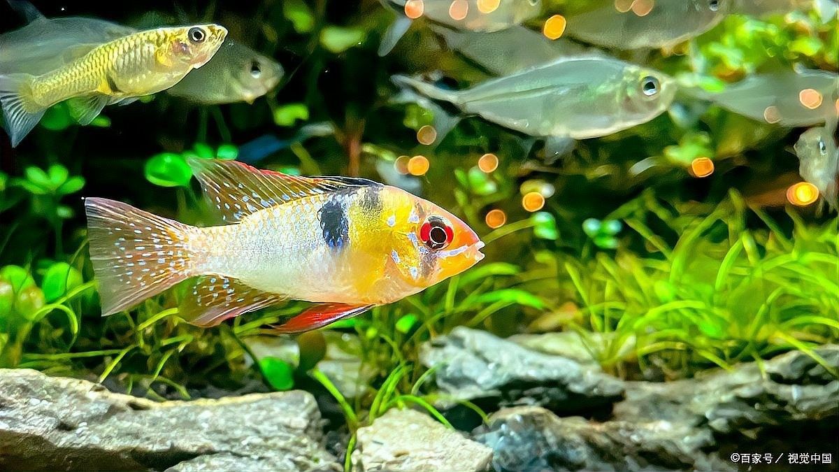 龍魚飼養(yǎng)需要加氧嗎（養(yǎng)龍魚需要加氧嗎）