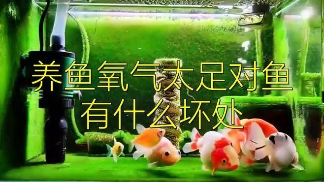 龍魚飼養(yǎng)需要加氧嗎（養(yǎng)龍魚需要加氧嗎）