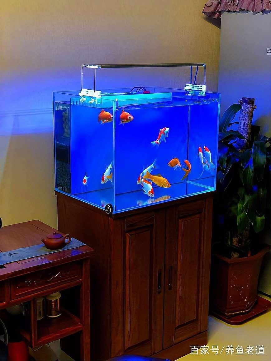 龍魚飼養(yǎng)需要加氧嗎（養(yǎng)龍魚需要加氧嗎）