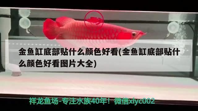 金魚缸底部貼什么顏色好看(金魚缸底部貼什么顏色好看圖片大全)（金魚缸底部貼什么顏色好看）