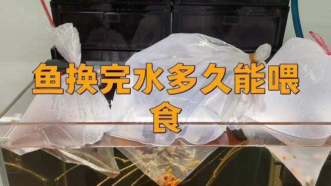 紅龍魚幼苗換水后多久喂食？（紅龍魚幼苗換水后多久可以喂食）