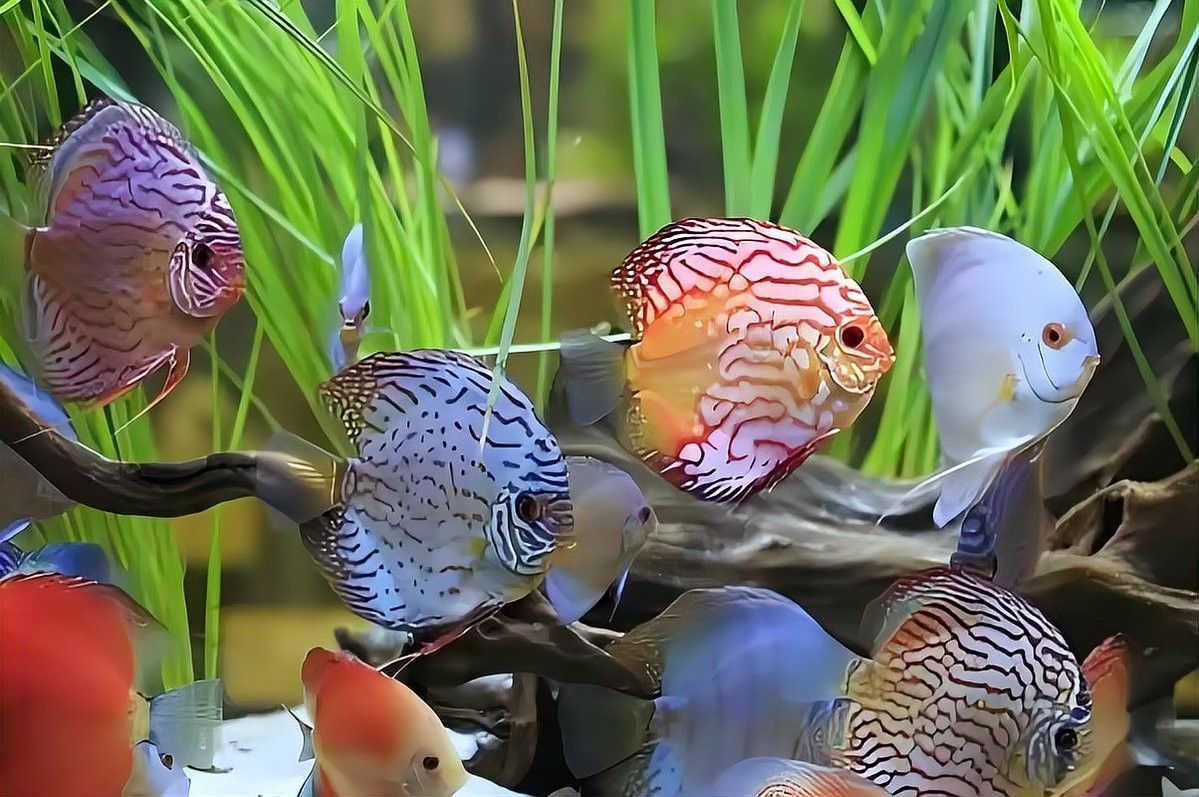 清潔工具魚多久喂一次？（清潔工具魚多久喂一次） 清潔工具魚多久喂一次？（清潔工具魚多久喂一次） 龍魚百科 第3張