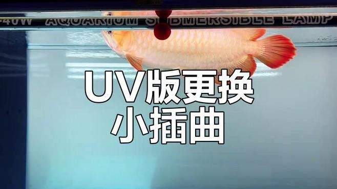 龍魚缸底色多久換一次合適（龍魚缸底色更換頻率取決于多種因素，包括水質、魚的大小）