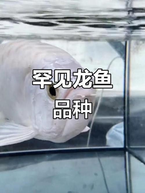如何鑒別白金龍魚的稀有品種？（白金龍魚鑒別方法-識別以次充好帝龍阿輝）