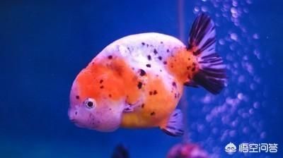 龍魚突然蒙眼怎么回事（龍魚突然蒙眼是不是因為水質問題導致的，龍魚眼睛看不清） 龍魚突然蒙眼怎么回事（龍魚突然蒙眼是不是因為水質問題導致的，龍魚眼睛看不清） 觀賞魚百科 第1張