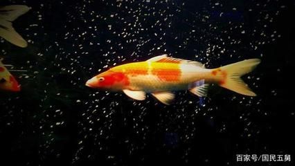 龍魚突然蒙眼怎么回事（龍魚突然蒙眼是不是因為水質問題導致的，龍魚眼睛看不清） 龍魚突然蒙眼怎么回事（龍魚突然蒙眼是不是因為水質問題導致的，龍魚眼睛看不清） 觀賞魚百科 第3張