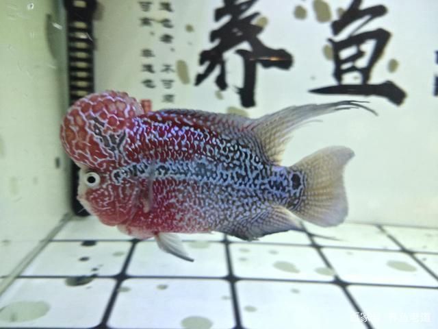 龍魚突然蒙眼怎么回事（龍魚突然蒙眼是不是因為水質問題導致的，龍魚眼睛看不清） 龍魚突然蒙眼怎么回事（龍魚突然蒙眼是不是因為水質問題導致的，龍魚眼睛看不清） 觀賞魚百科 第4張