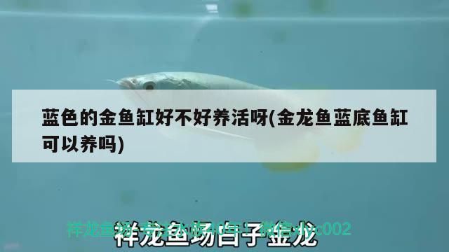藍(lán)色的金魚缸好不好養(yǎng)活呀(金龍魚藍(lán)底魚缸可以養(yǎng)嗎)（藍(lán)色的金魚缸好不好養(yǎng)活）