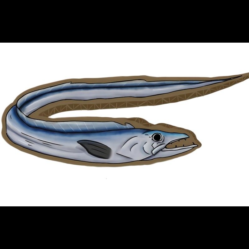 沙拉魚是什么魚（沙拉魚是什么魚？）