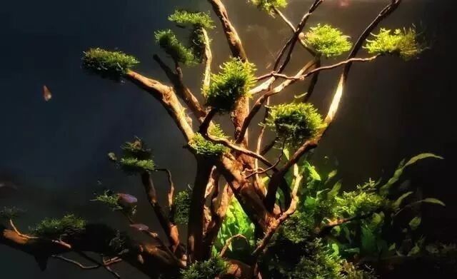 金龍魚混養植物需要施肥嗎？ 金龍魚混養植物需要施肥嗎？ 龍魚百科 第2張