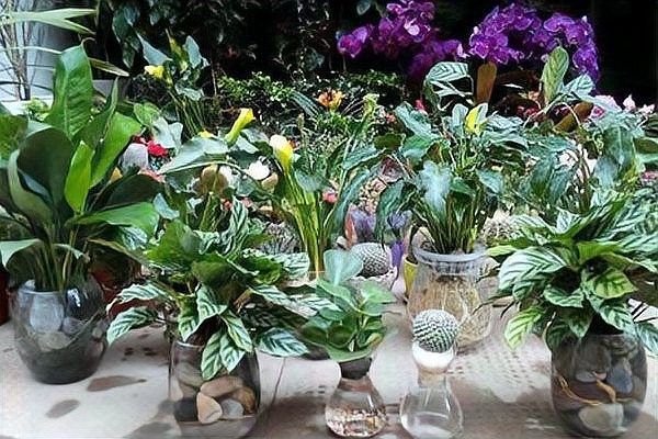 金龍魚混養植物需要施肥嗎？ 金龍魚混養植物需要施肥嗎？ 龍魚百科 第3張
