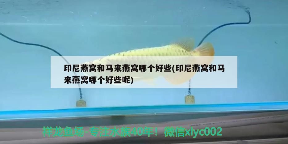 印尼燕窩和馬來燕窩哪個好些(印尼燕窩和馬來燕窩哪個好些呢)