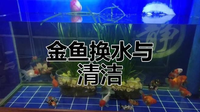 換水時需要清洗魚缸嗎？（養(yǎng)魚老道，魚缸換水技巧大揭秘） 換水時需要清洗魚缸嗎？（養(yǎng)魚老道，魚缸換水技巧大揭秘） 龍魚百科 第3張