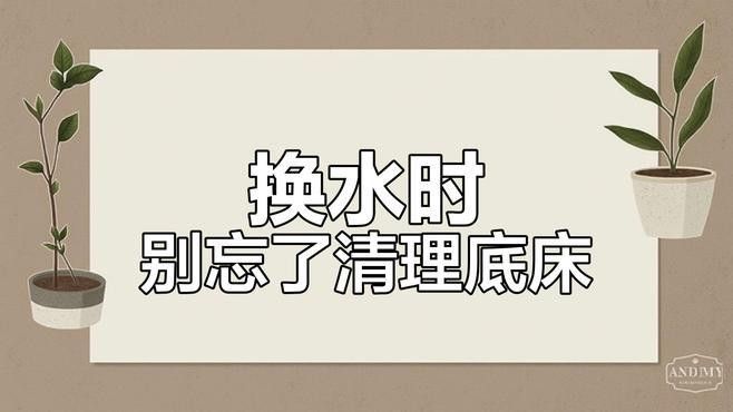 換水時需要清洗魚缸嗎？（養(yǎng)魚老道，魚缸換水技巧大揭秘） 換水時需要清洗魚缸嗎？（養(yǎng)魚老道，魚缸換水技巧大揭秘） 龍魚百科 第1張