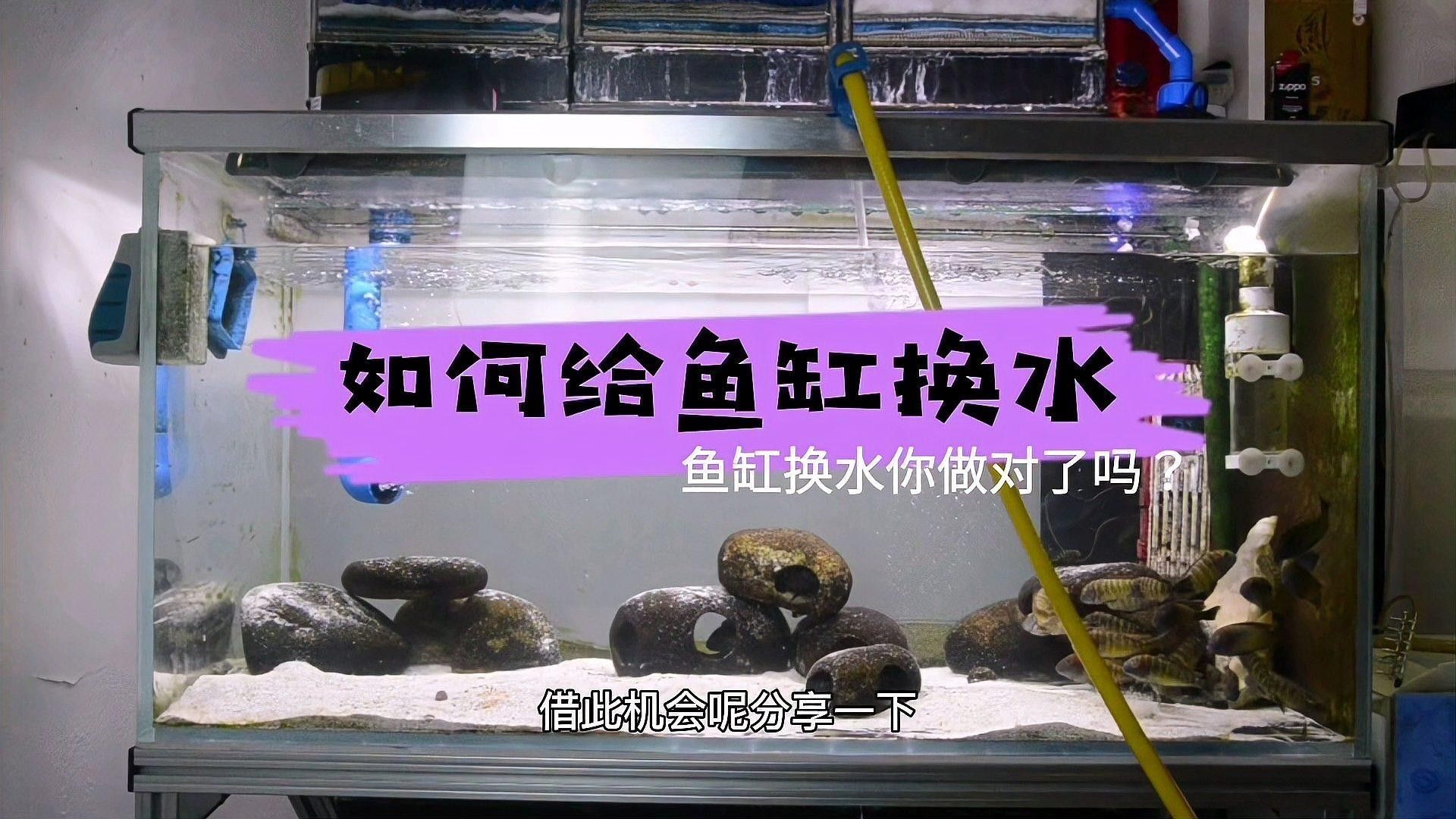 換水時需要清洗魚缸嗎？（養(yǎng)魚老道，魚缸換水技巧大揭秘） 換水時需要清洗魚缸嗎？（養(yǎng)魚老道，魚缸換水技巧大揭秘） 龍魚百科 第5張