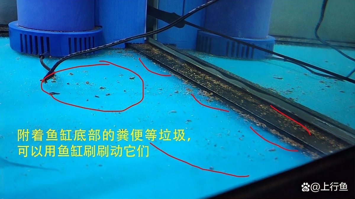 換水時需要清洗魚缸嗎？（養(yǎng)魚老道，魚缸換水技巧大揭秘） 換水時需要清洗魚缸嗎？（養(yǎng)魚老道，魚缸換水技巧大揭秘） 龍魚百科 第8張