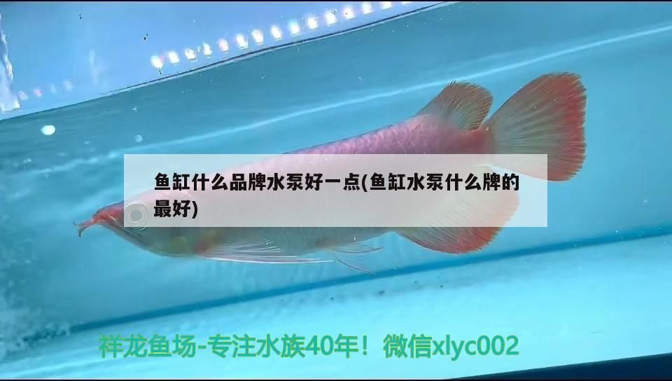 魚缸什么品牌水泵好一點(魚缸水泵什么牌的最好)（魚缸水泵什么品牌水泵好一些知識分享魚缸什么牌的最好）