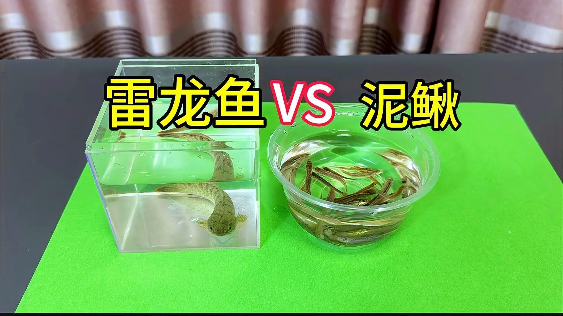 雷龍魚喂食頻率應該是多久（關于雷龍魚喂食頻率的一些建議）