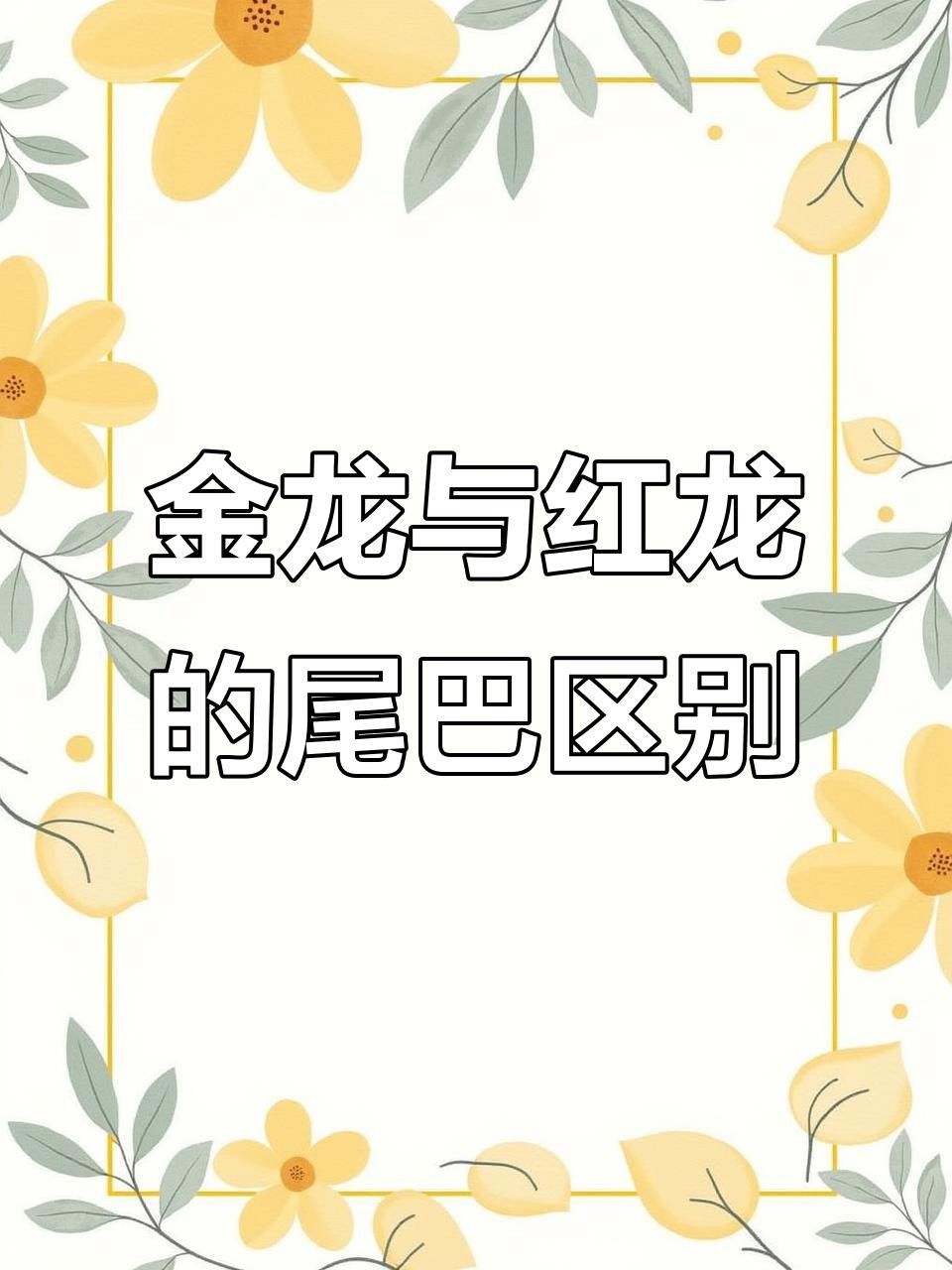 金龍魚尾巴顏色（金龍魚尾巴顏色與品種的關系） 金龍魚尾巴顏色（金龍魚尾巴顏色與品種的關系） 觀賞魚百科 第1張