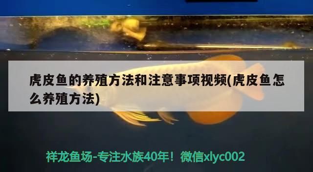 虎皮魚的養(yǎng)殖方法和注意事項(xiàng)視頻(虎皮魚怎么養(yǎng)殖方法)（虎皮魚怎么養(yǎng)殖方法和注意事項(xiàng)） 虎皮魚的養(yǎng)殖方法和注意事項(xiàng)視頻(虎皮魚怎么養(yǎng)殖方法)（虎皮魚怎么養(yǎng)殖方法和注意事項(xiàng)） 觀賞魚百科