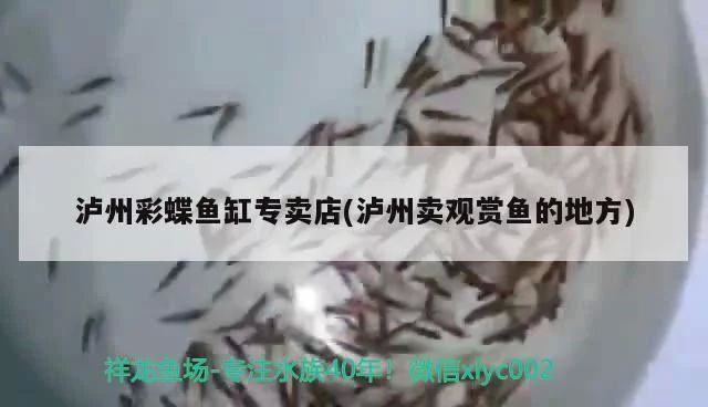 瀘州觀賞魚市場:瀘州觀賞魚市場價格 觀賞魚百科 第2張 瀘州觀賞魚市場:瀘州觀賞魚市場價格 瀘州觀賞魚市場:瀘州觀賞魚市場價格 觀賞魚百科 第2張