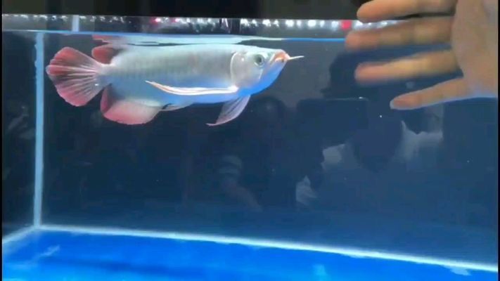 瀘州觀賞魚市場:瀘州觀賞魚市場價格 觀賞魚百科 第5張 瀘州觀賞魚市場:瀘州觀賞魚市場價格 瀘州觀賞魚市場:瀘州觀賞魚市場價格 觀賞魚百科 第5張