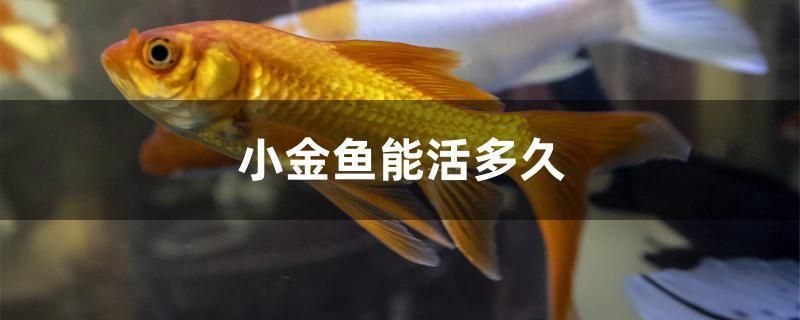 我的虎魚真菌感染了要怎么處理 小金魚能活多久(小金魚可以活2-3年,有的甚至能活10年以上) 觀賞魚百科 小金魚能活多久(小金魚可以活2-3年,有的甚至能活10年以上) 小金魚能活多久(小金魚可以活2-3年,有的甚至能活10年以上) 觀賞魚百科
