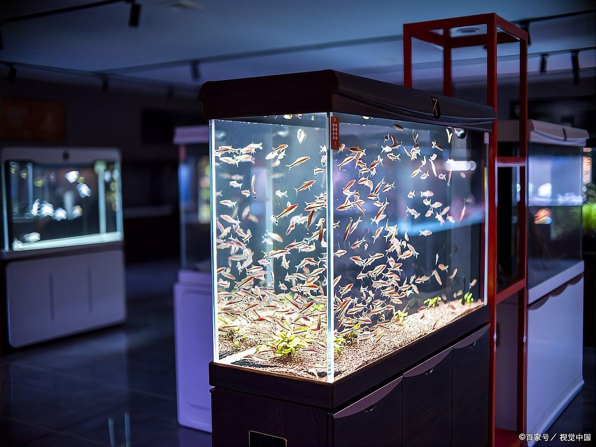 旅順口紅龍魚最忌三種顏色（旅順口紅龍魚最忌三種顏色，） 旅順口紅龍魚最忌三種顏色（旅順口紅龍魚最忌三種顏色，） 觀賞魚百科 第4張