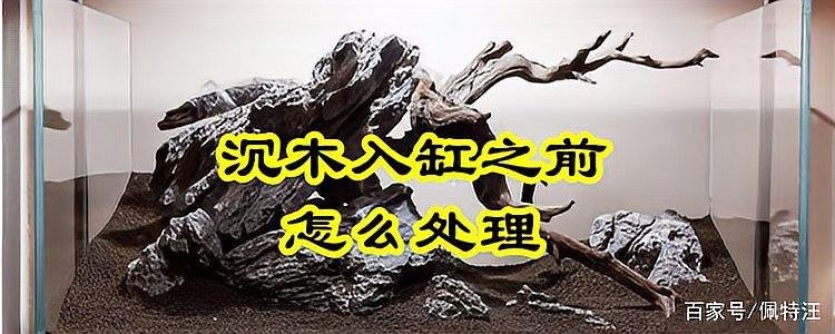 沉木如何處理才能放入魚缸