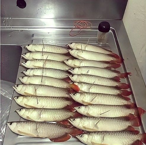 赤焰紅龍魚(yú)壽命有多長(zhǎng)？